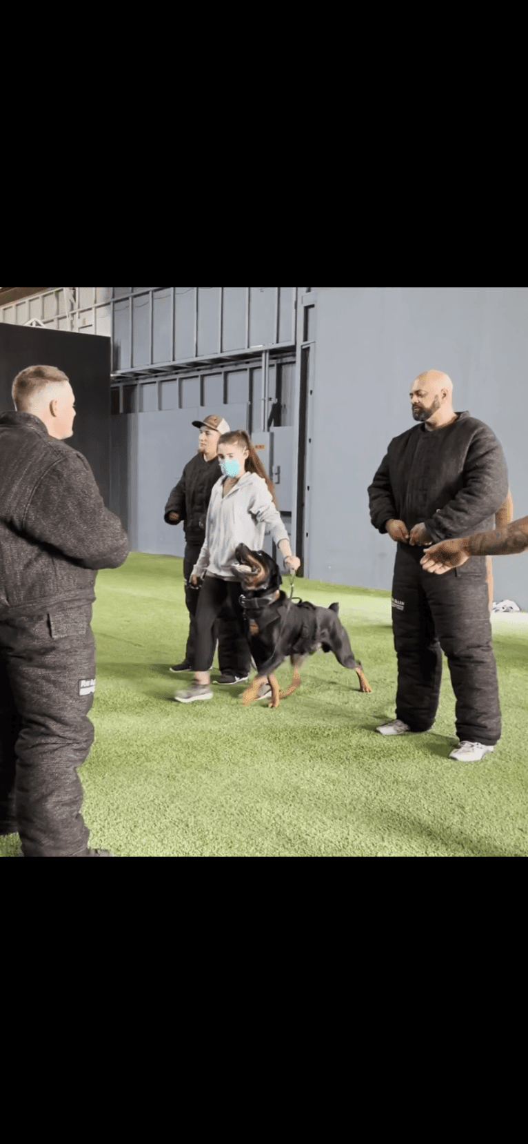 Wüstenhaus Samson, a Rottweiler tested with EmbarkVet.com