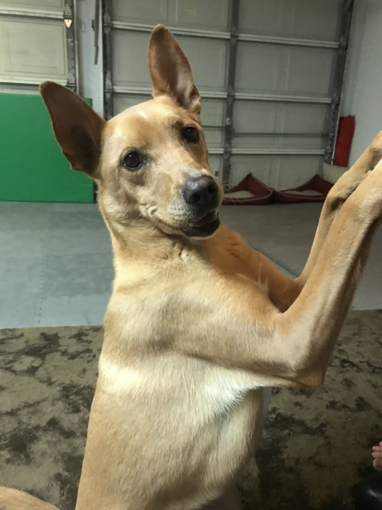 Kiara, a German Shepherd Dog and American Pit Bull Terrier mix tested with EmbarkVet.com