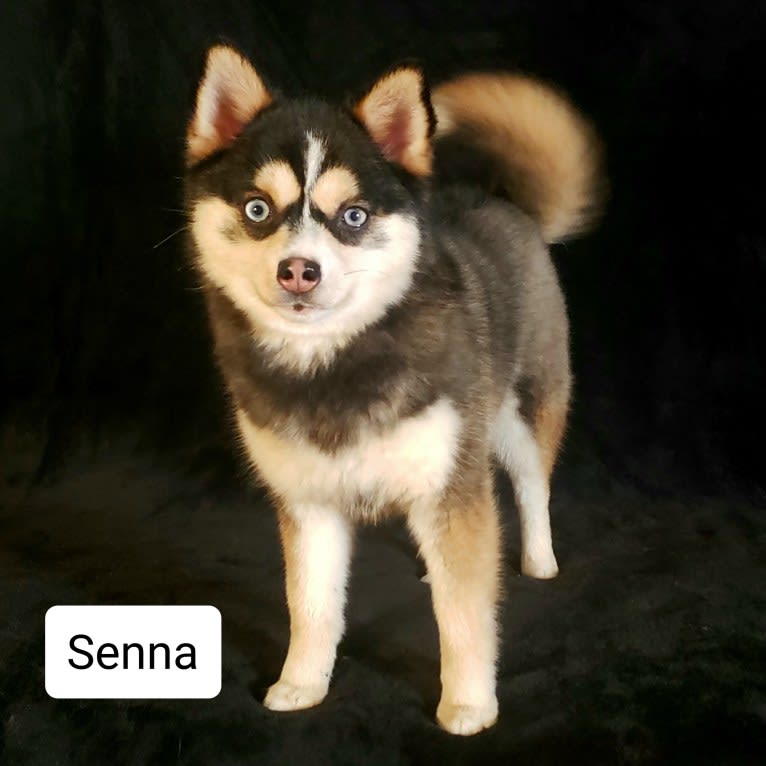 Senna, a Pomeranian and Siberian Husky mix tested with EmbarkVet.com