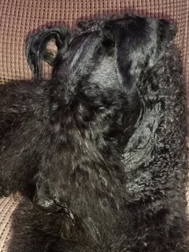 Sage, a Kerry Blue Terrier tested with EmbarkVet.com