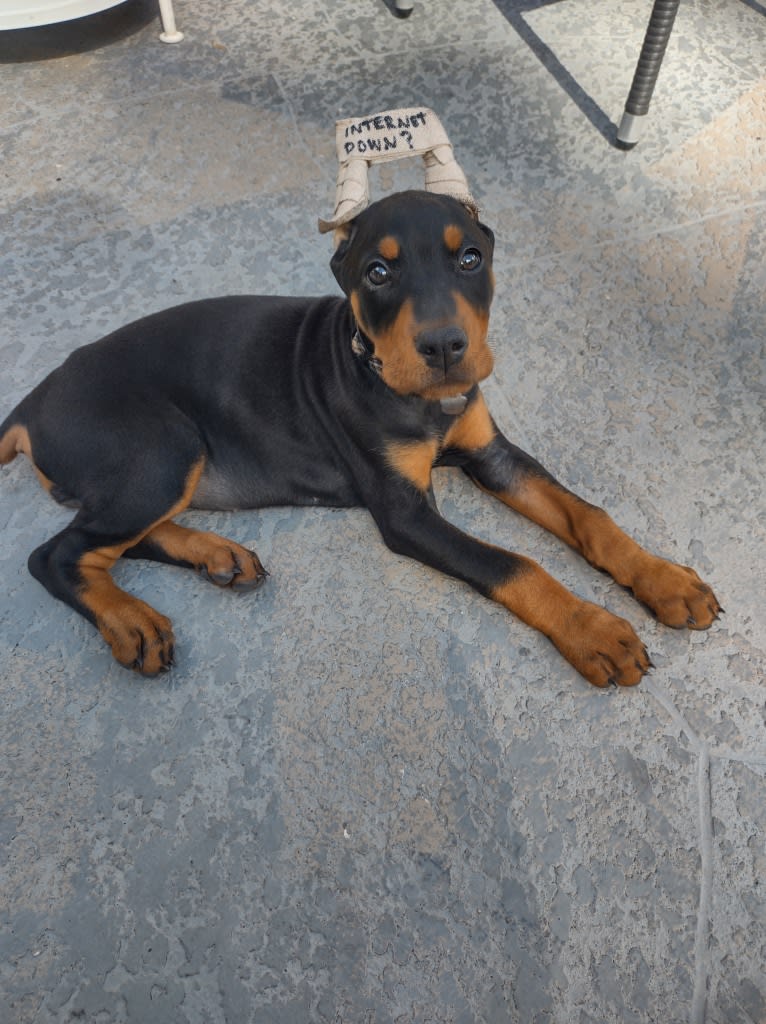 Sappho-raptor, a Doberman Pinscher tested with EmbarkVet.com