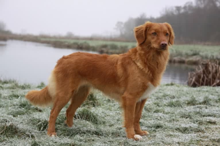 Heidi, a Nova Scotia Duck Tolling Retriever tested with EmbarkVet.com