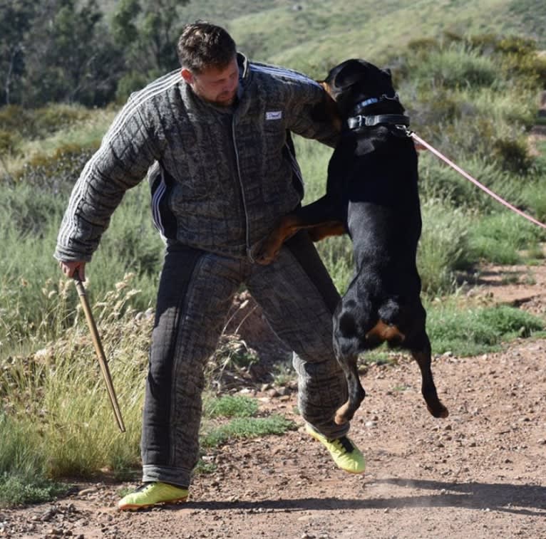 Wüstenhaus Samson, a Rottweiler tested with EmbarkVet.com