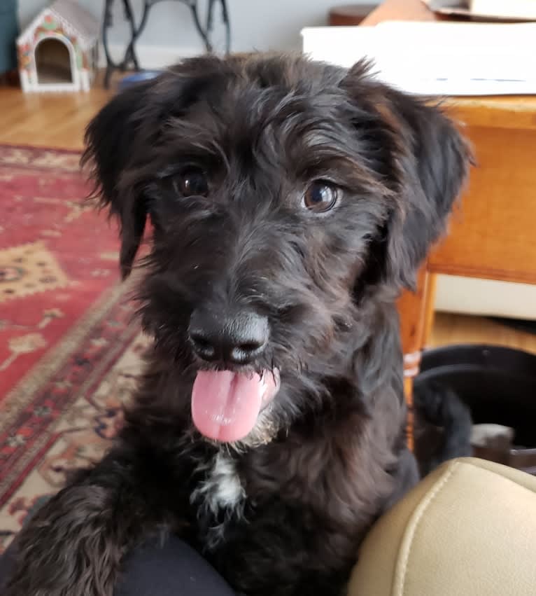 Ludwig, a Miniature Schnauzer and Rat Terrier mix tested with EmbarkVet.com