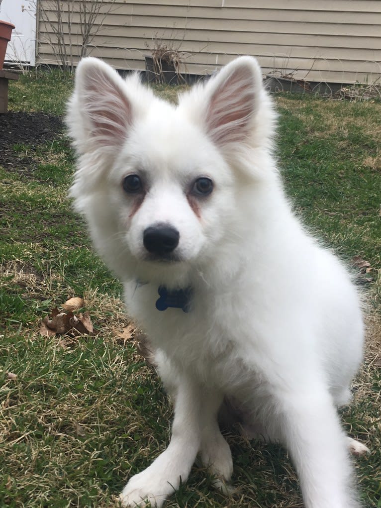 Koda, an American Eskimo Dog tested with EmbarkVet.com