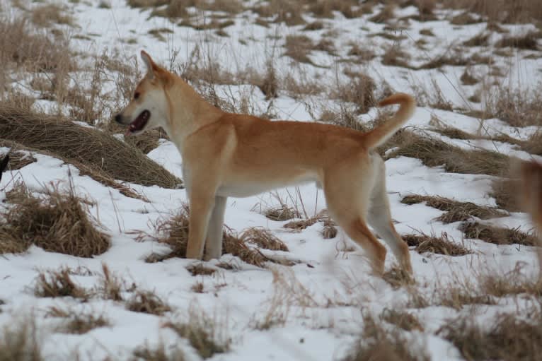 Loomy, a Carolina Dog tested with EmbarkVet.com