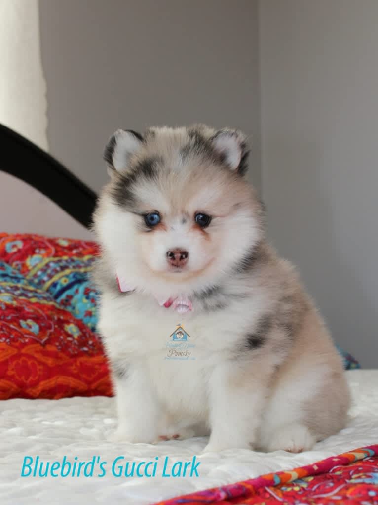 Gucci, a Pomsky tested with EmbarkVet.com
