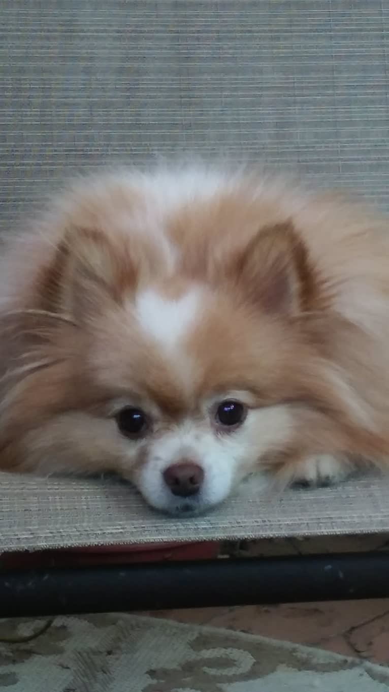 Peanut, a Pomeranian and Japanese Chin mix tested with EmbarkVet.com
