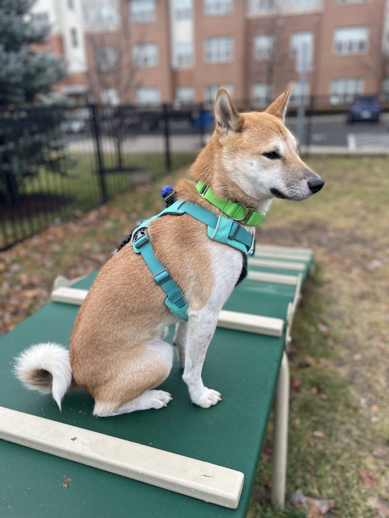 Owston, a Shiba Inu tested with EmbarkVet.com