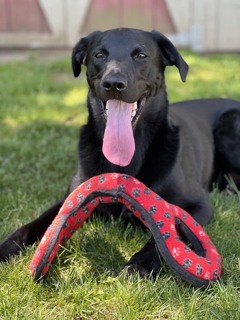 George, a Labrador Retriever and Belgian Malinois mix tested with EmbarkVet.com