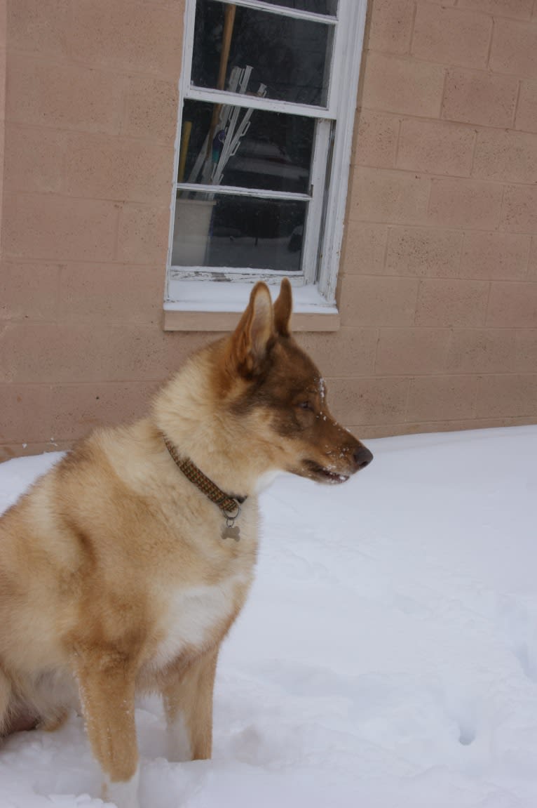 Duvel, a Siberian Husky and German Shepherd Dog mix tested with EmbarkVet.com