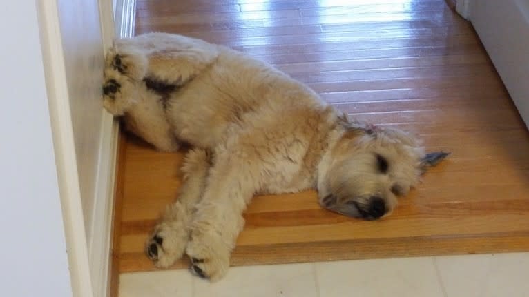 Desmond, a Soft Coated Wheaten Terrier tested with EmbarkVet.com