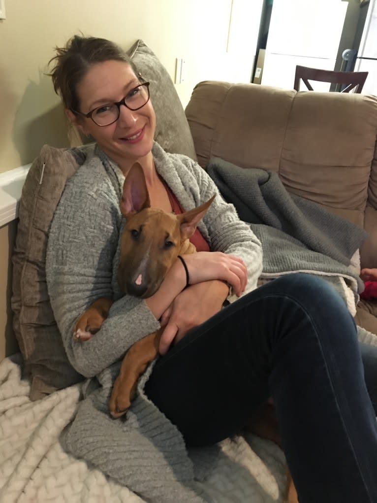 Chester, a Bull Terrier tested with EmbarkVet.com