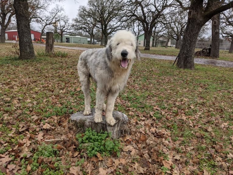 Freddie MercFurry, an Old English Sheepdog tested with EmbarkVet.com