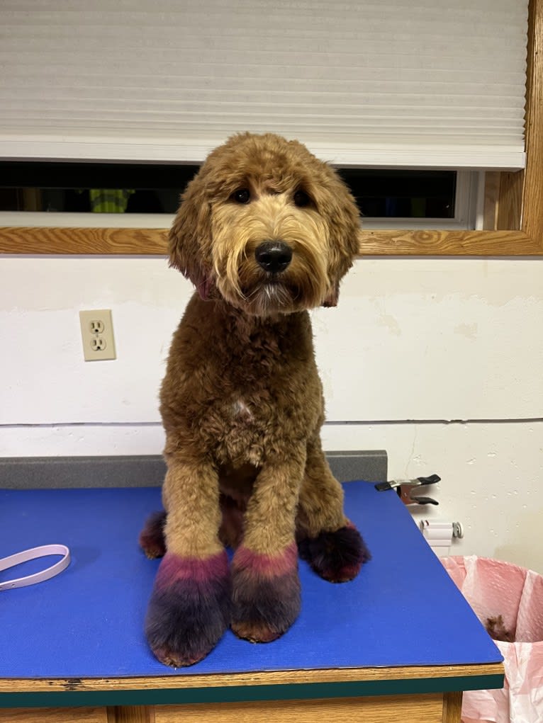 Beck, a Goldendoodle tested with EmbarkVet.com