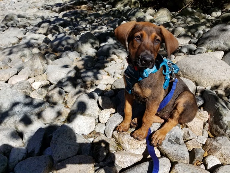 Ophelia Bean, a Doberman Pinscher and Belgian Malinois mix tested with EmbarkVet.com