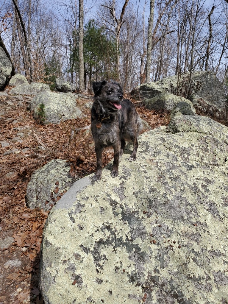 Mallatobuck, a Chihuahua and Shih Tzu mix tested with EmbarkVet.com