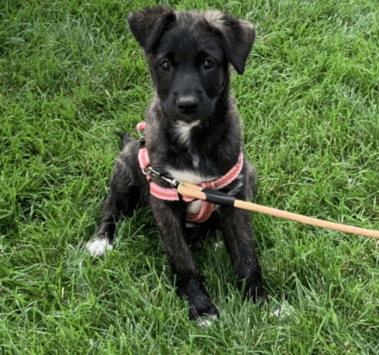 RILEY, a German Shepherd Dog and American Pit Bull Terrier mix tested with EmbarkVet.com