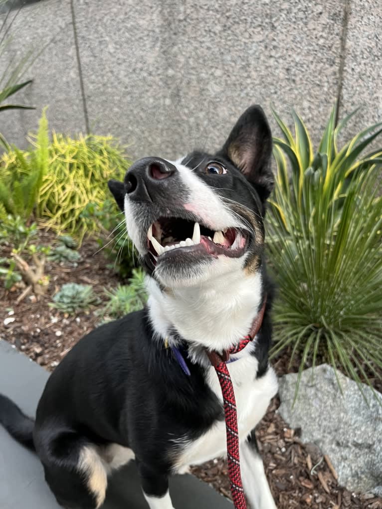 Laika, a Border Collie and Australian Cattle Dog mix tested with EmbarkVet.com