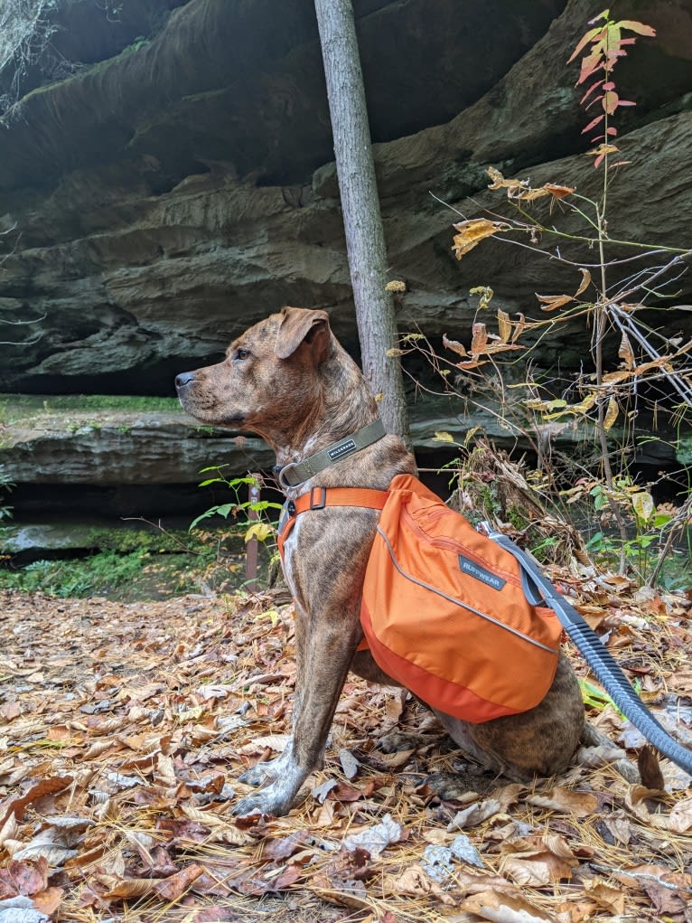 Winona, an American Pit Bull Terrier and Rottweiler mix tested with EmbarkVet.com