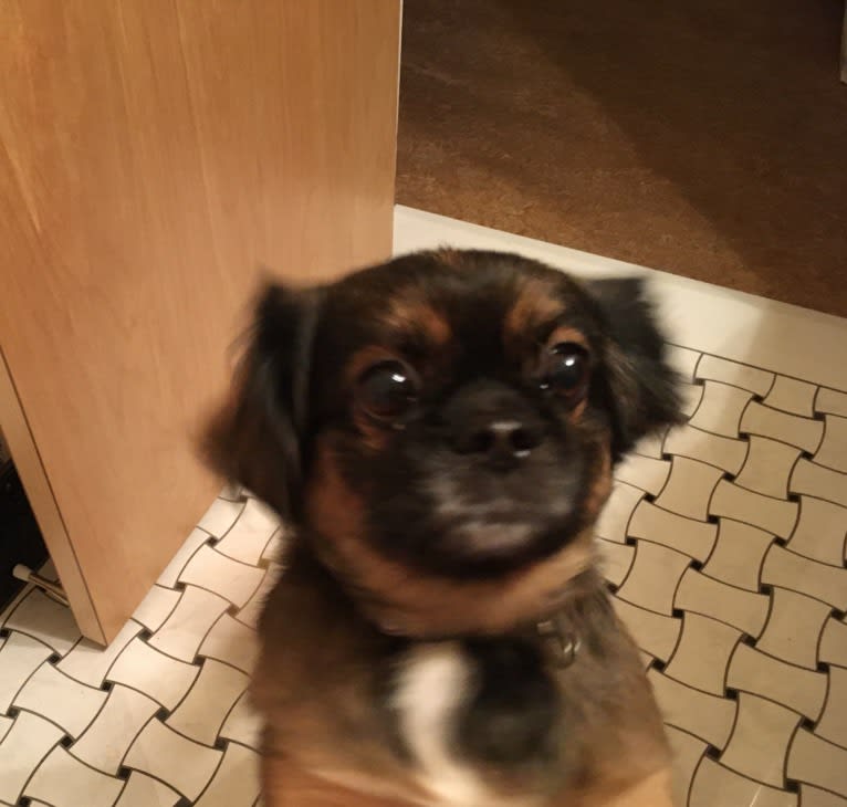 Neville, a Pekingese and Chihuahua mix tested with EmbarkVet.com