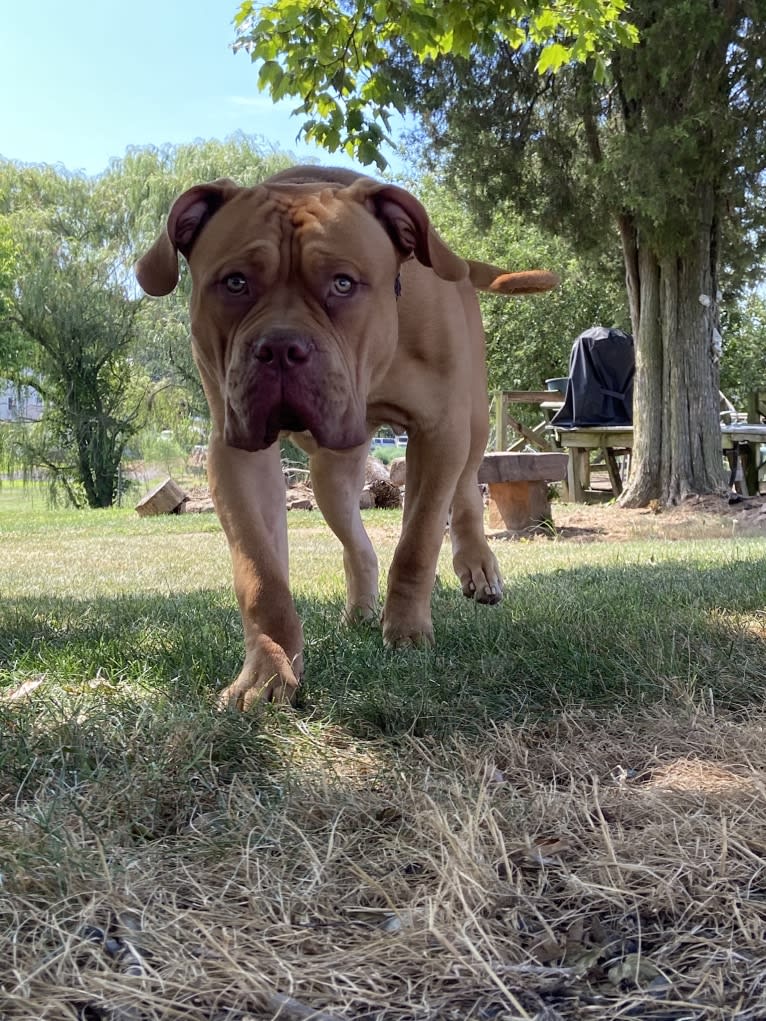 Simba, an American Pit Bull Terrier and American Bulldog mix tested with EmbarkVet.com