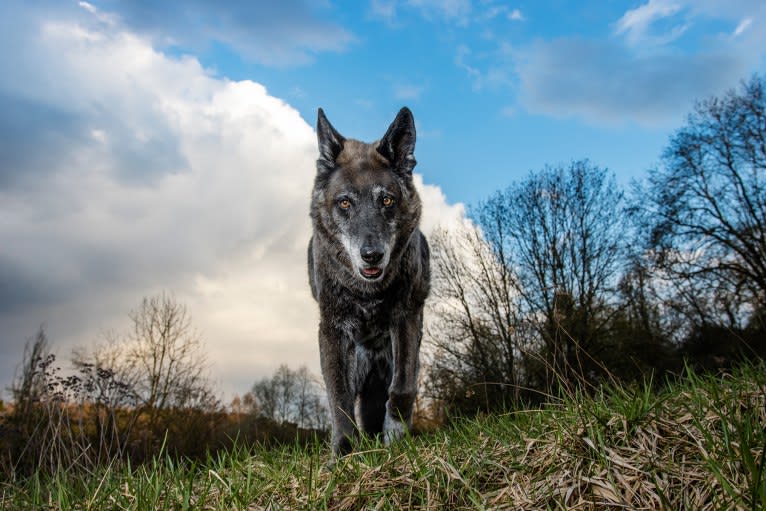 Tanis, an European Village Dog tested with EmbarkVet.com