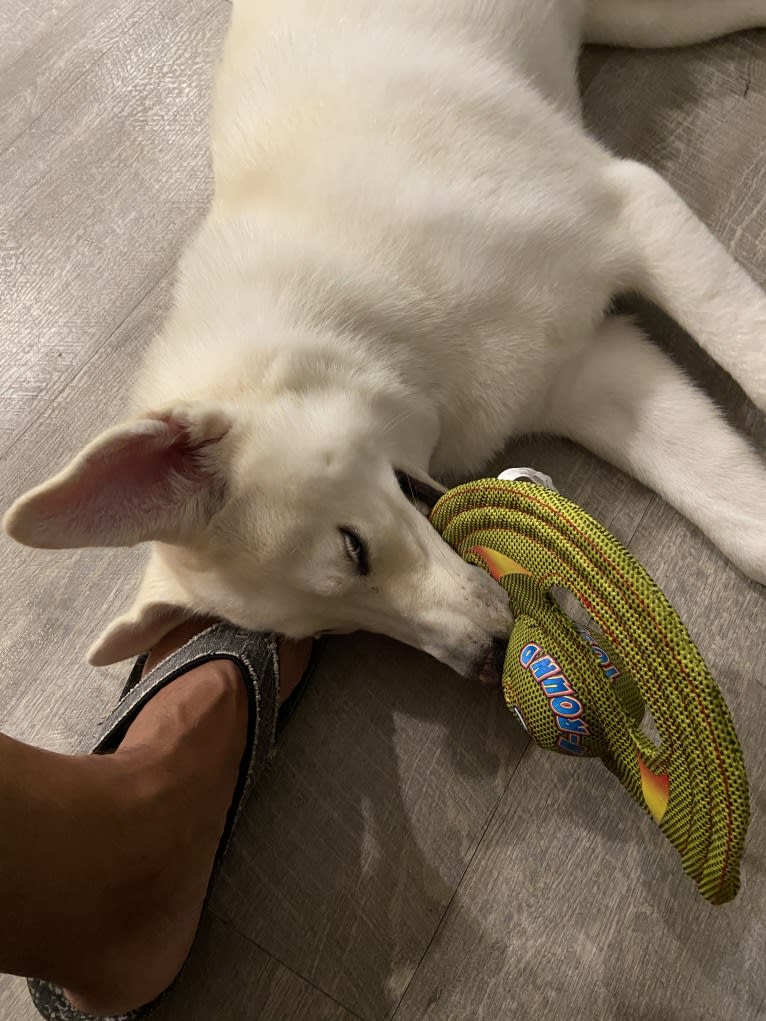 Dash, a Gerberian Shepsky (12.7% unresolved) tested with EmbarkVet.com