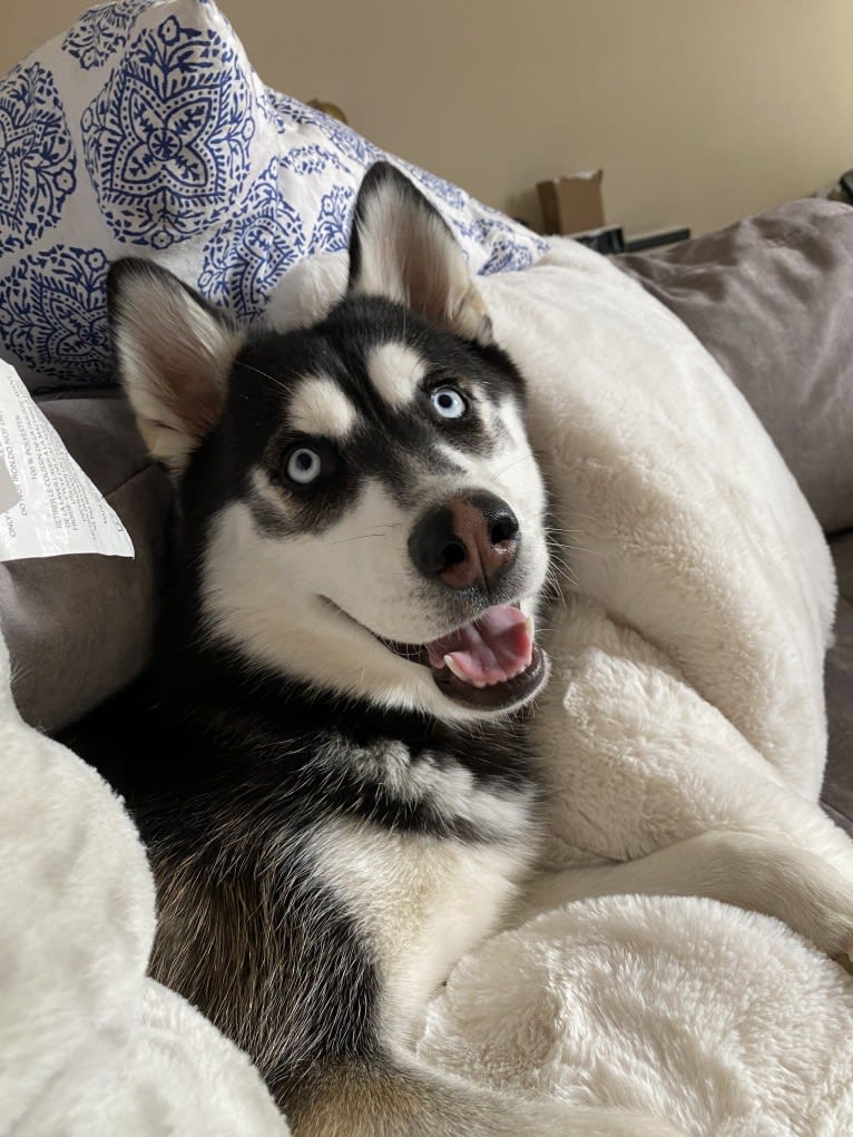 Shasta, a Siberian Husky tested with EmbarkVet.com