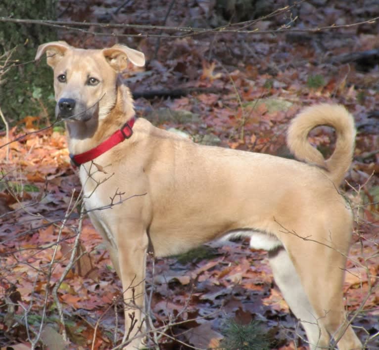 maxx, a Labrador Retriever and Boxer mix tested with EmbarkVet.com