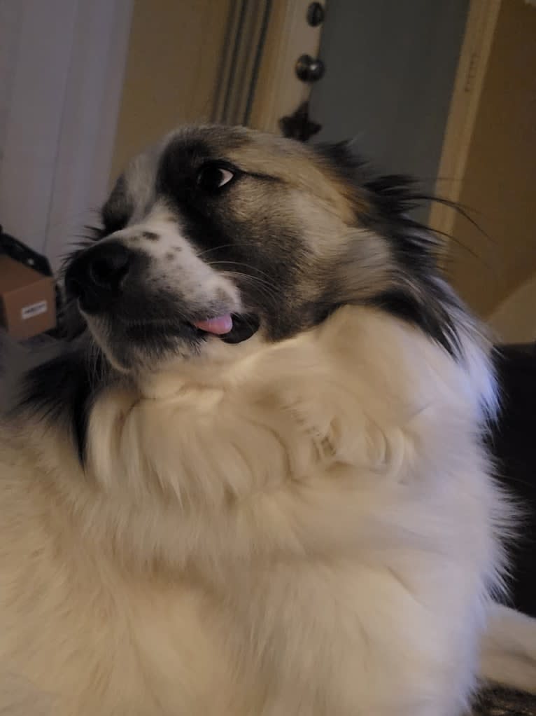 Beau, a Great Pyrenees and Belgian Malinois mix tested with EmbarkVet.com