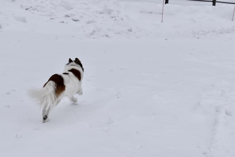 Cooper, an Australian Cattle Dog and Shih Tzu mix tested with EmbarkVet.com