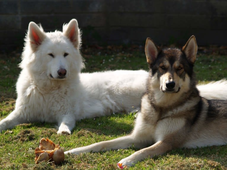 Alaska, a German Shepherd Dog and Akita mix tested with EmbarkVet.com