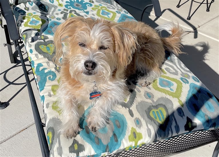 Walter, a Lhasa Apso and American Eskimo Dog mix tested with EmbarkVet.com