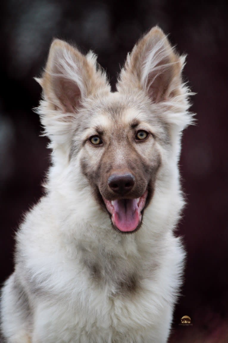 Juvena, a German Shepherd Dog tested with EmbarkVet.com