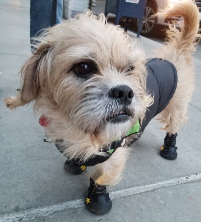 Mandoo, a Shih Tzu and American Pit Bull Terrier mix tested with EmbarkVet.com