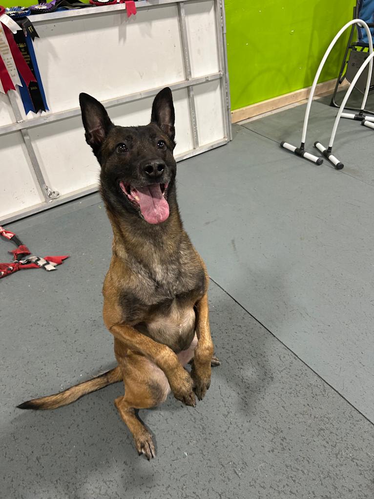 Rocket Raccoon, a Belgian Shepherd tested with EmbarkVet.com