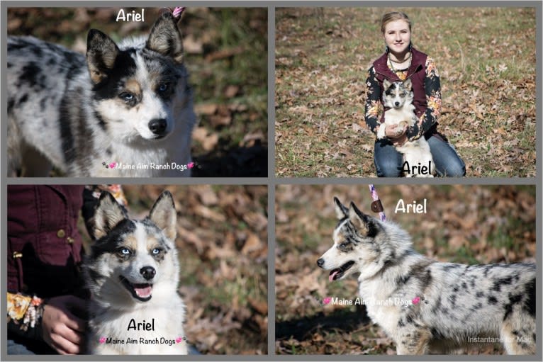 Ariel, a Pomsky tested with EmbarkVet.com