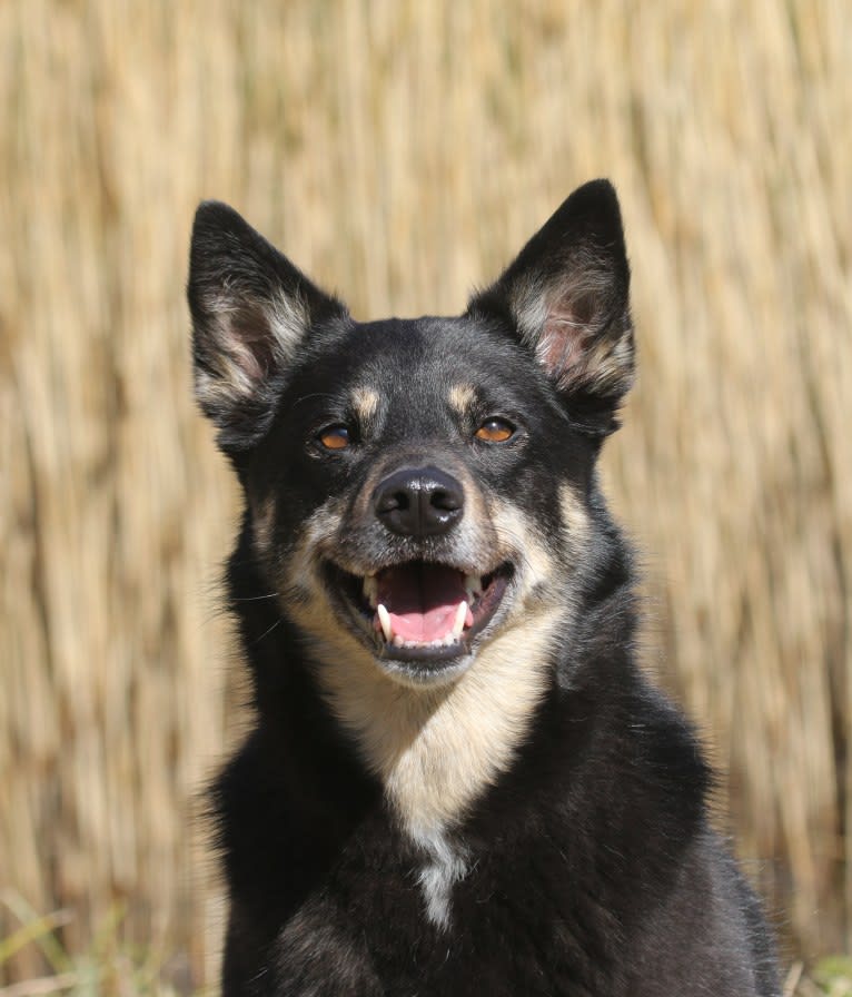 Iirtu, a Lapponian Herder tested with EmbarkVet.com