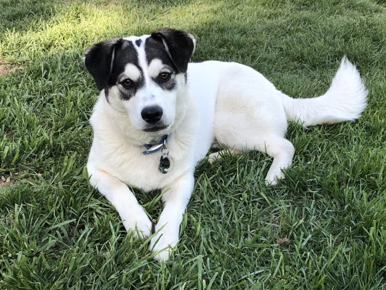 Holly, an American Pit Bull Terrier and American Eskimo Dog mix tested with EmbarkVet.com