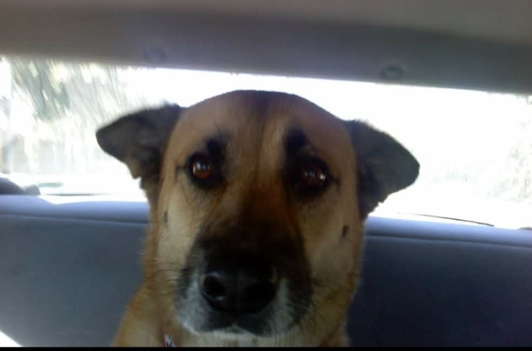 Bailey, an American Village Dog and Rottweiler mix tested with EmbarkVet.com