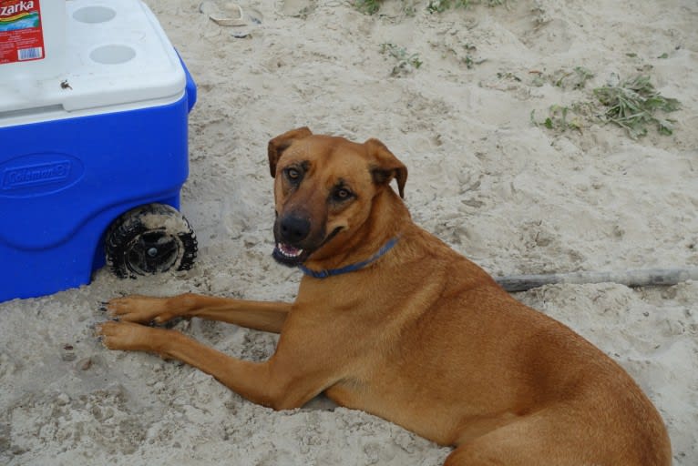 Mo Mo, an American Pit Bull Terrier and Doberman Pinscher mix tested with EmbarkVet.com