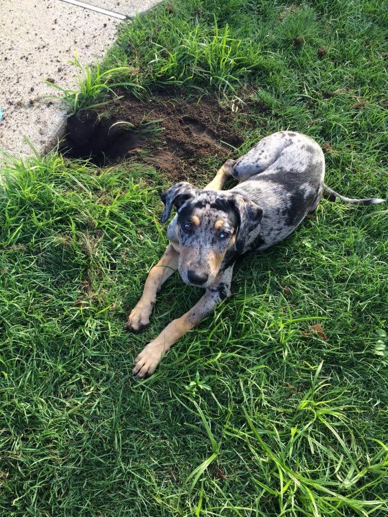 Bowie, a Catahoula Leopard Dog and Doberman Pinscher mix tested with EmbarkVet.com