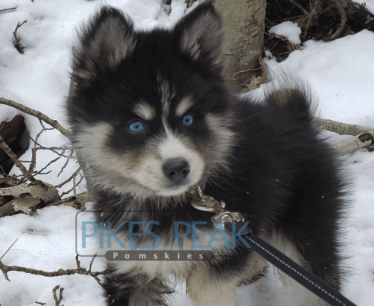 Rush, a Siberian Husky and Pomeranian mix tested with EmbarkVet.com