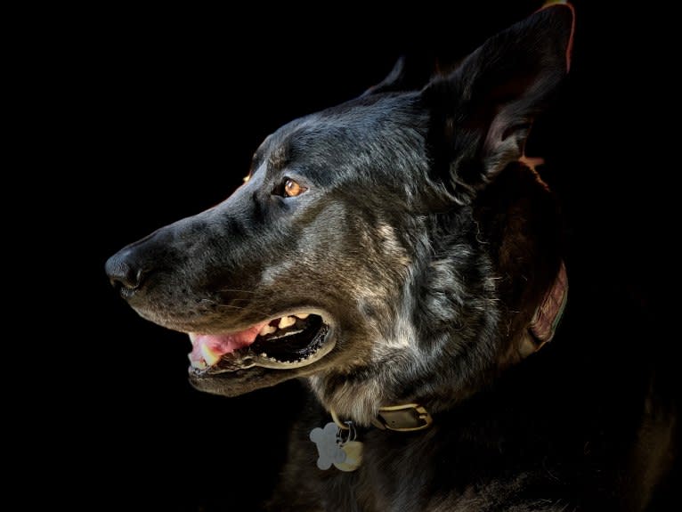 Flower's Trollius Petrusian von Rock, a German Shepherd Dog and Alaskan Malamute mix tested with EmbarkVet.com