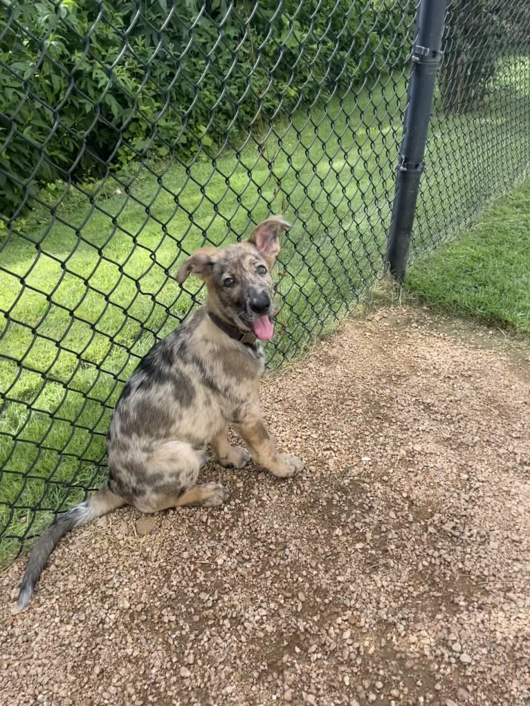 Murphy, a German Shepherd Dog and Labrador Retriever mix tested with EmbarkVet.com