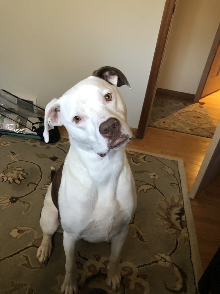 Chance, an American Pit Bull Terrier and Labrador Retriever mix tested with EmbarkVet.com