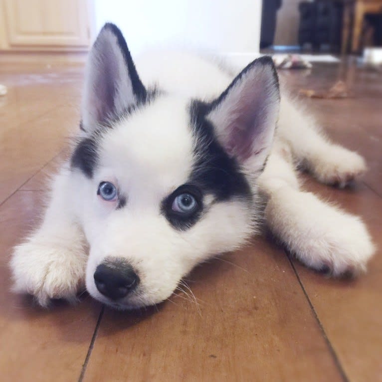 Pirate, a Siberian Husky tested with EmbarkVet.com