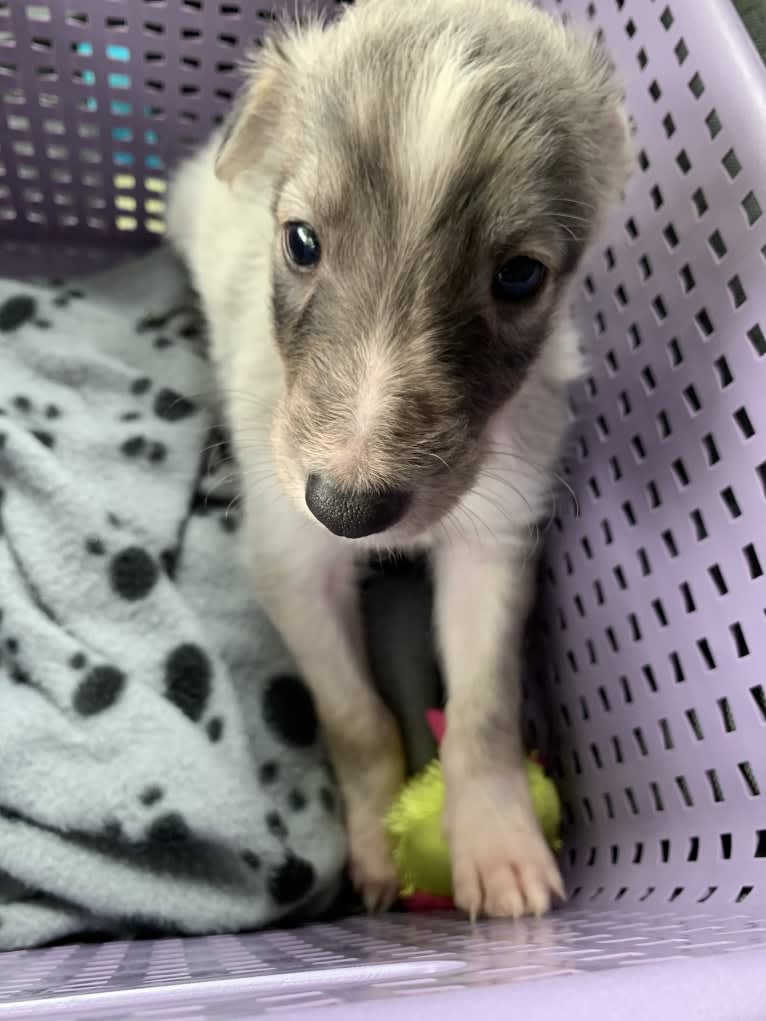 Pita, a Silken Windhound tested with EmbarkVet.com