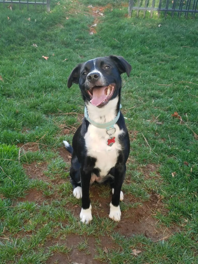 Ivy, a Border Collie and American Pit Bull Terrier mix tested with EmbarkVet.com